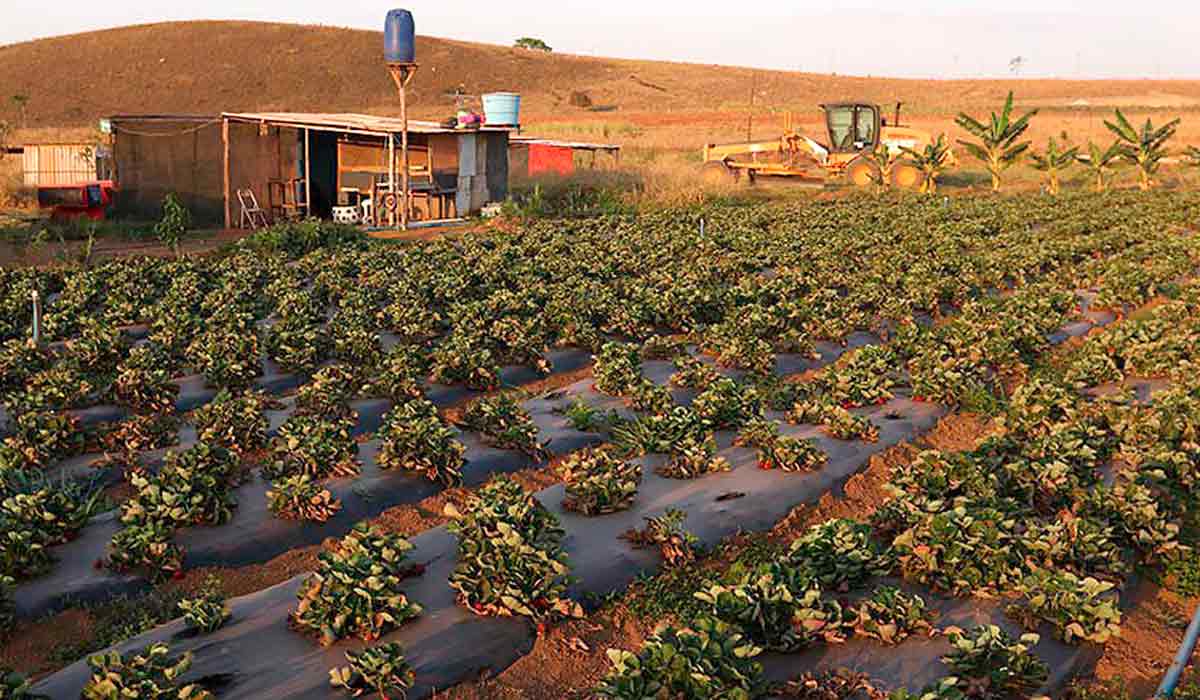 Gleba de assentamento rural com plantio de morango