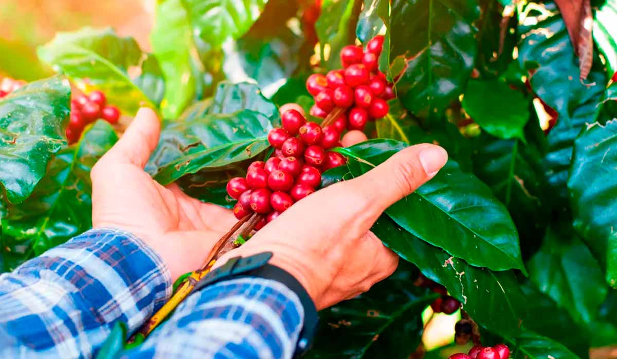 Cafeicultor com frutos maduros nas mãos