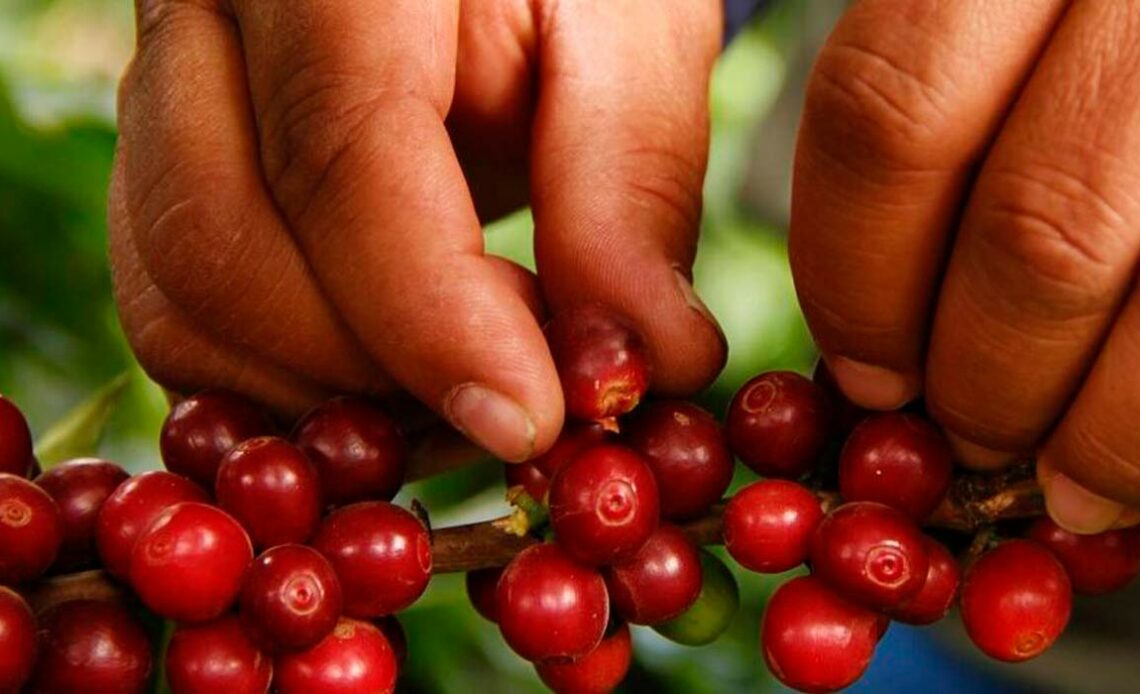 Colhendo manualmente frutos maduros de café