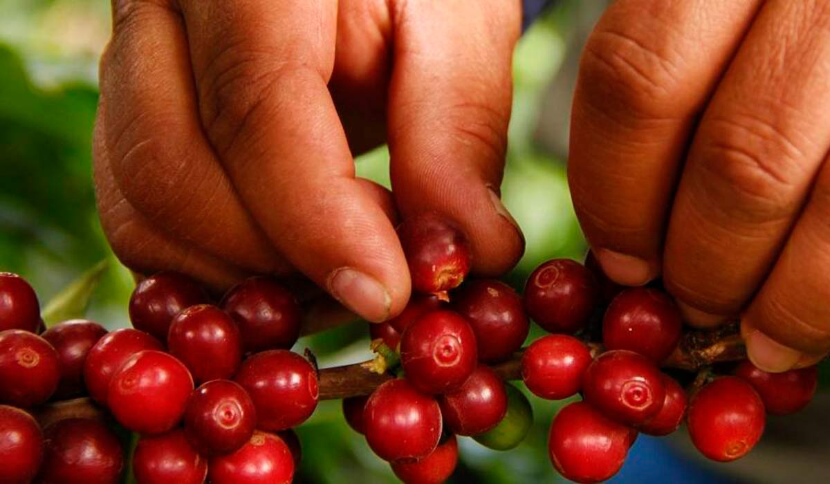 Colhendo manualmente frutos maduros de café