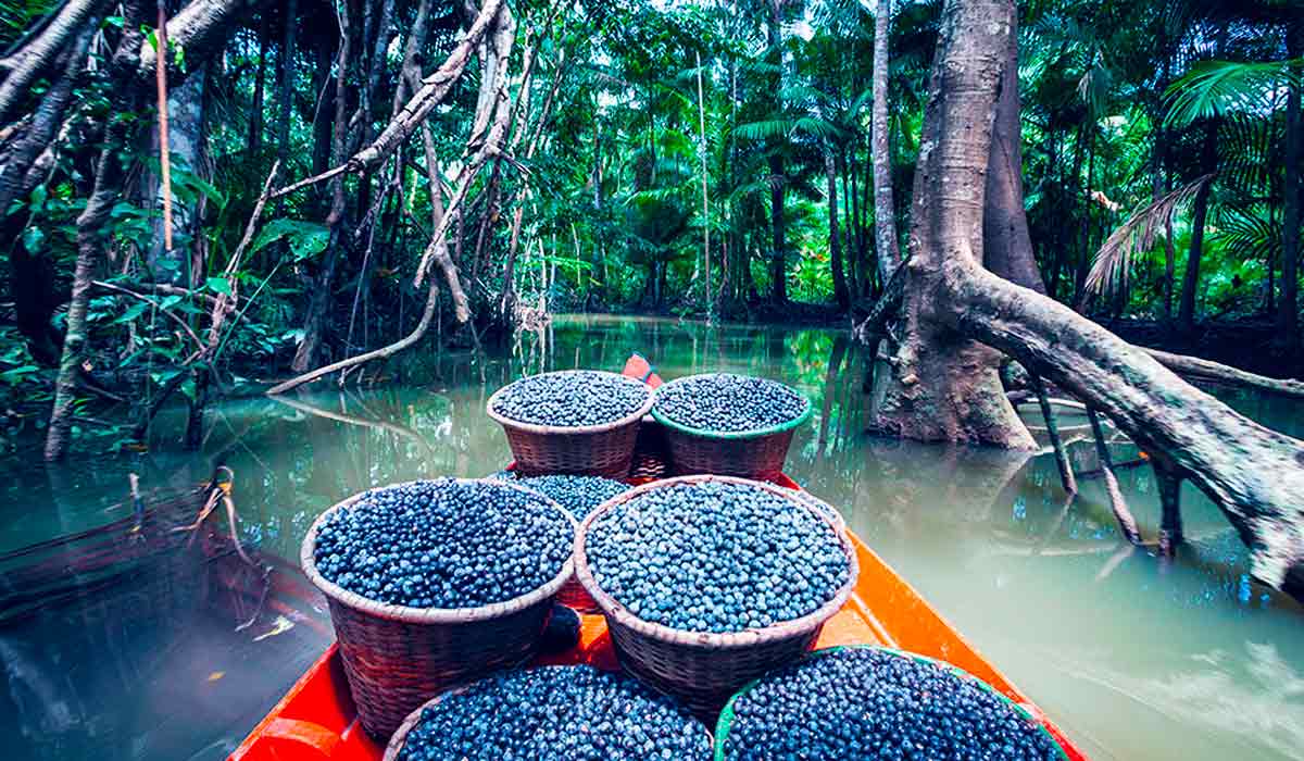 Barco dom cestos de açaí no igarapé