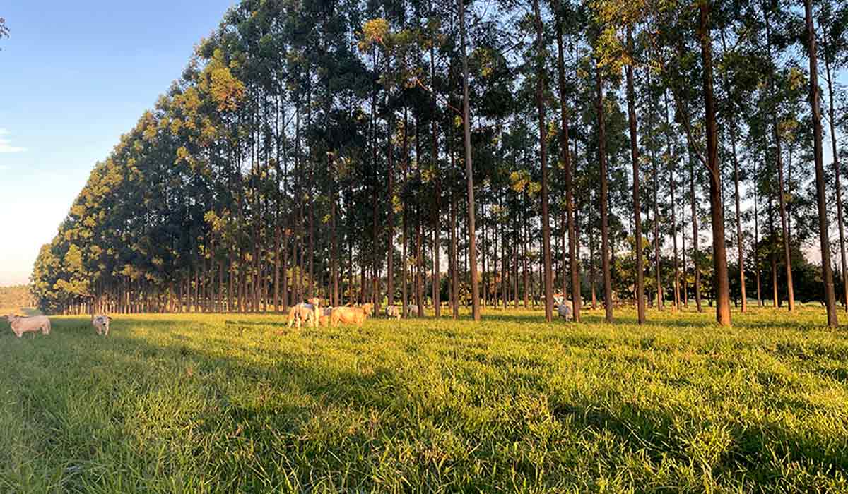 A forragem na integração pecuária-floresta (IPF) apresentou teor elevado de proteína bruta quando comparado a um modelo pecuário tradicional - Foto: Gisele Rosso