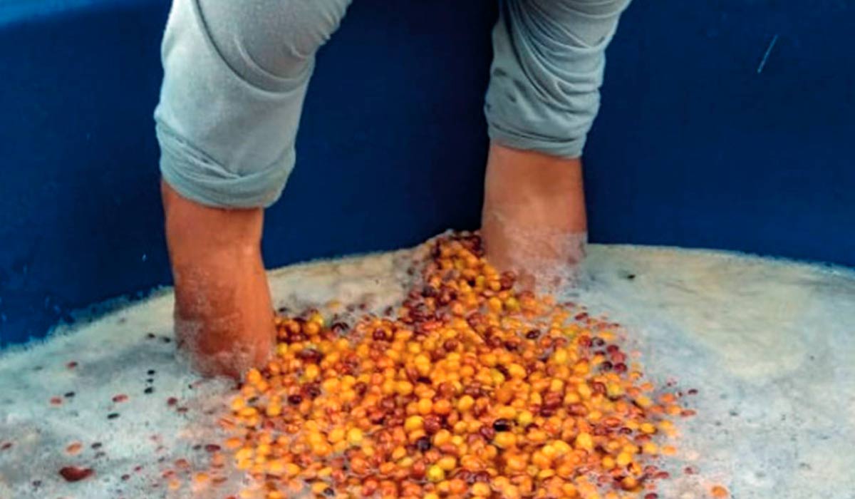 Estocagem dos frutos maduros em água Estocagem dos frutos maduros em água
