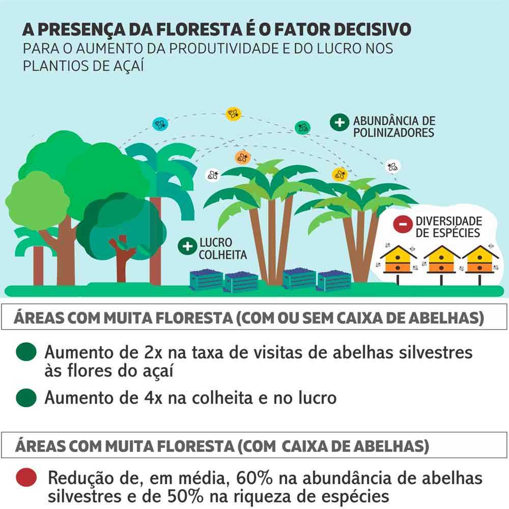 Ilustração sobre o fator decisivo da floresta no aumento da produtividade de açaí - Arte: Giselle Aragão