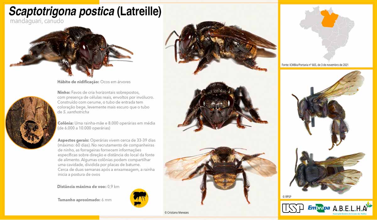 Ficha da abelha canudo ou mandaguari (Scaptotrigona postica) - Fonte: A.B.E.L.H.A.