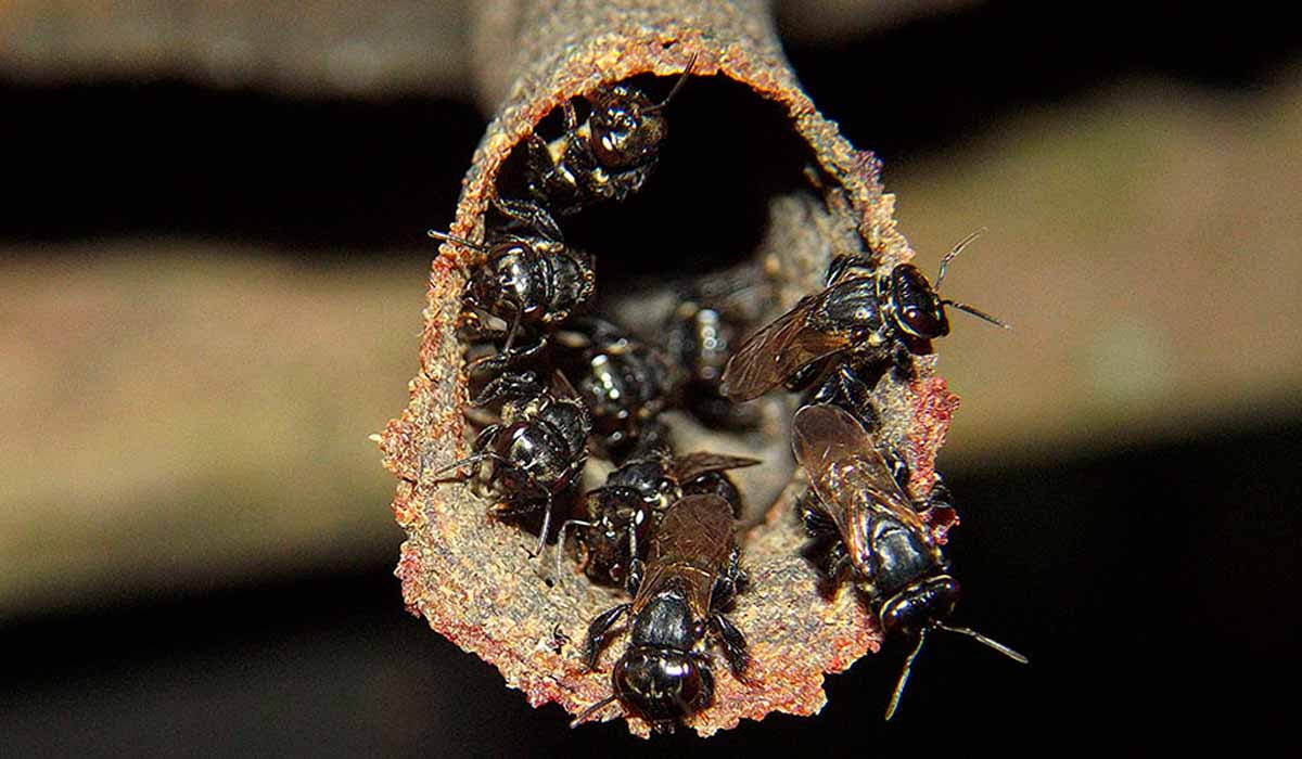 Entrada da colônia de abelha canudo ou mandaguari (Scaptotrigona postica) - Foto: Cristiano Menezes