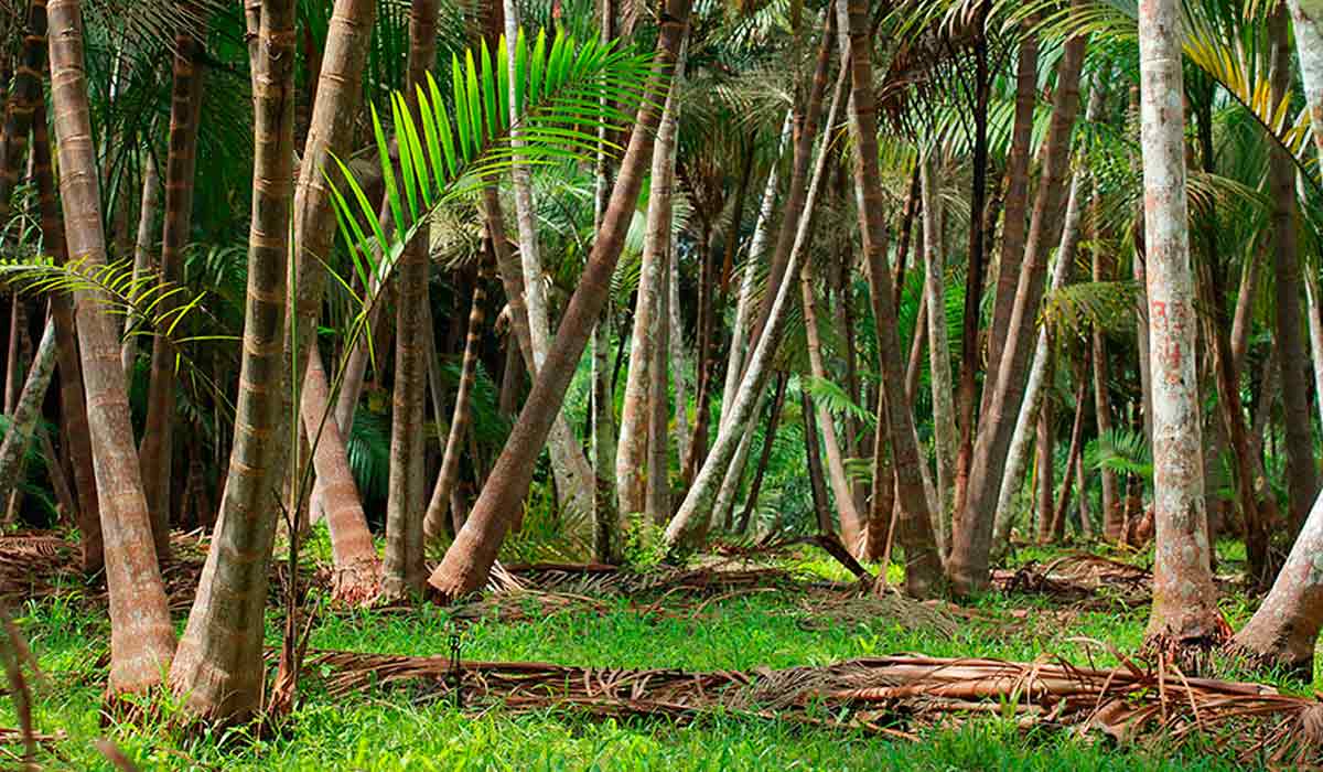 Açaí de terra firme - Foto: Ronaldo rosa