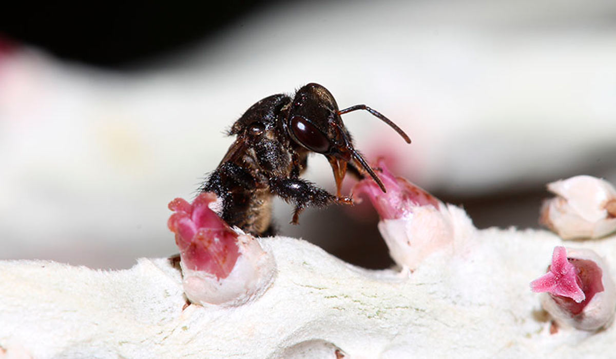 Abelha canudo na flor feminina do açaizeiro - Foto: Cristiano Menezes