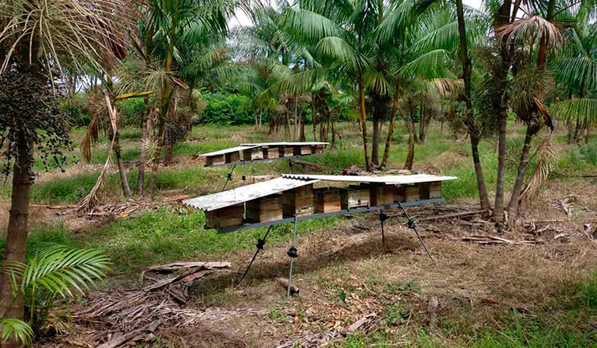 Meliponário no açaizal - Foto: Alistair Campbell