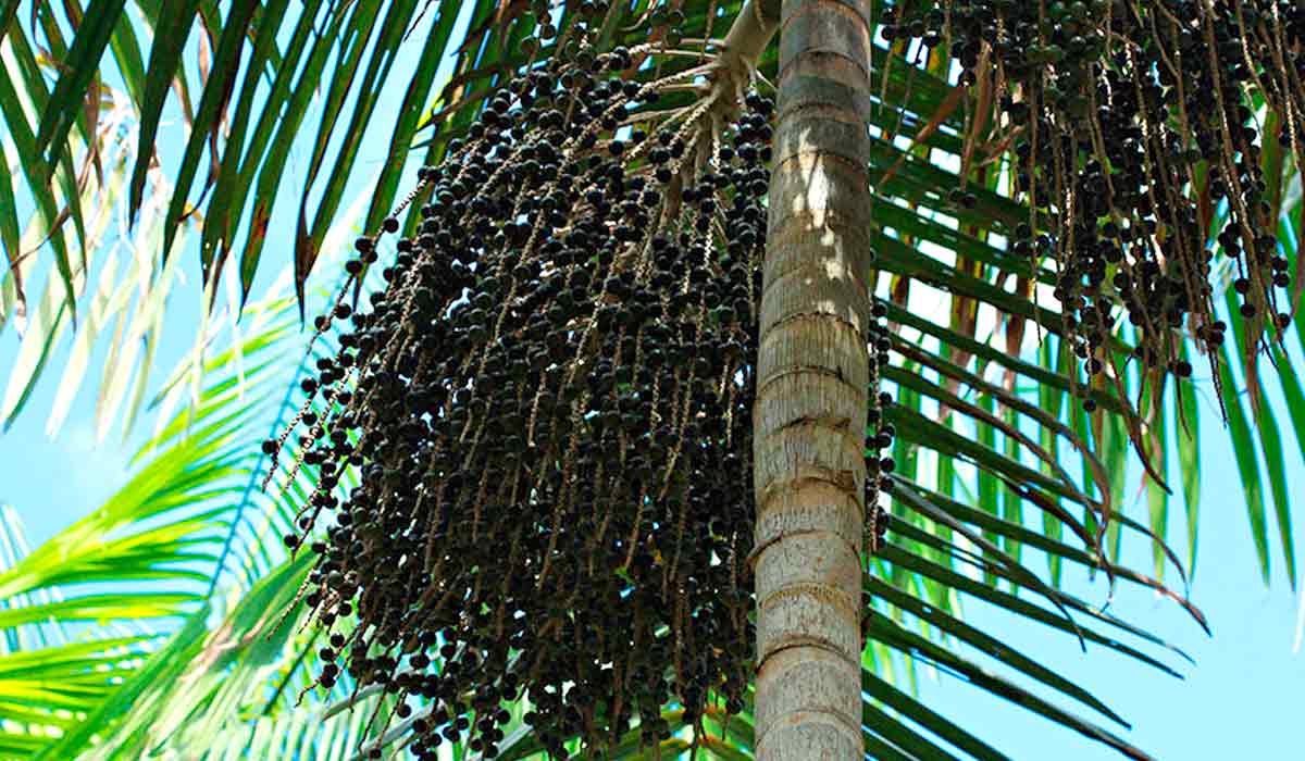 Cacho de açaí - Foto: Ronaldo Rosa