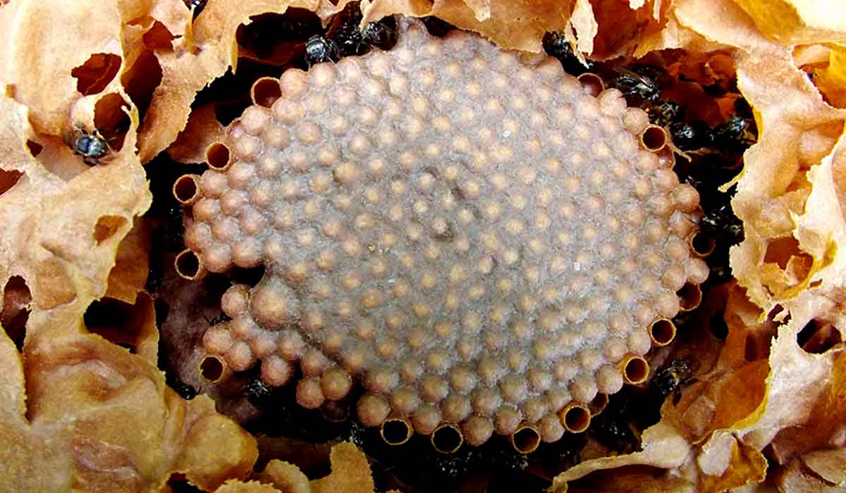 Ninho de abelha canudo ou mandaguari (Scaptotrigona postica) - Foto: Cristiano Menezes