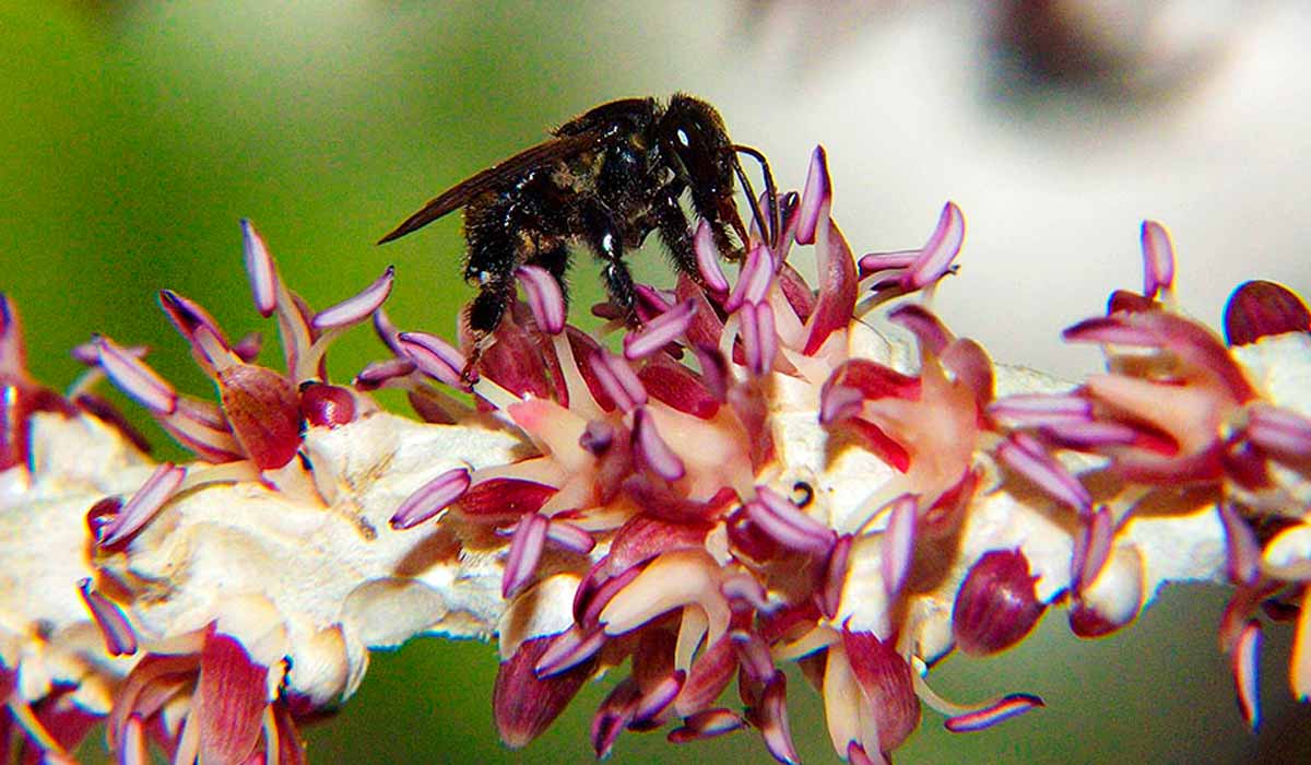 O trabalho avaliou a introdução de colônias de abelhas nativas da Amazônia, da espécie Scaptotrigona postica, conhecida popularmente como abelha canudo ou mandaguari, em áreas com plantios de açaizeiro - Foto: Cristiano Menezes