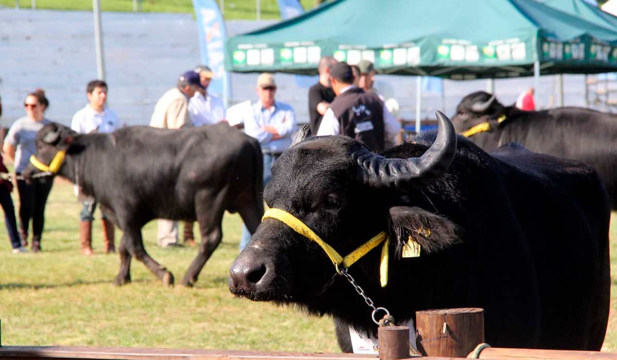 Búfalo na pista de exposição