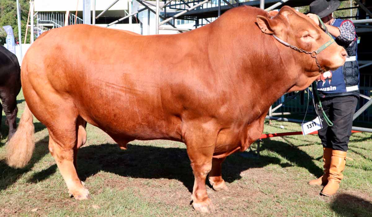 Hudson da Boa Esperança, o touro da raça Limousin mais pesado da Expointer 2023, com 1.410 Kg