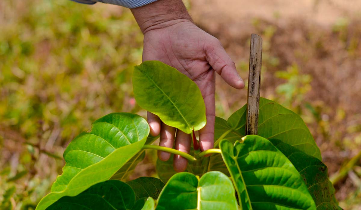 Muda plantada na área de proteção da nascente