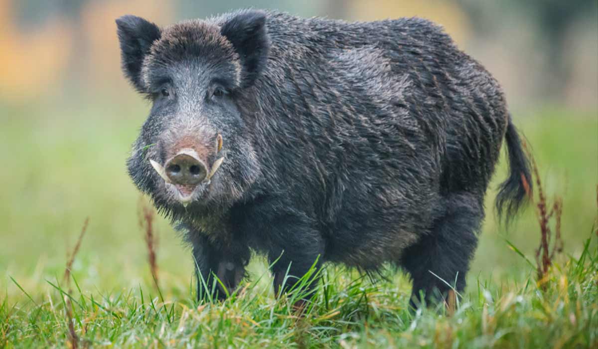 Javali (Sus scrofa)