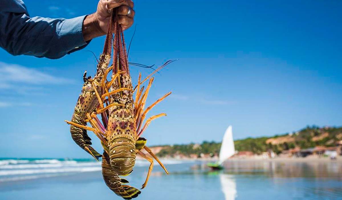 Pescador segurando lagostas na praia