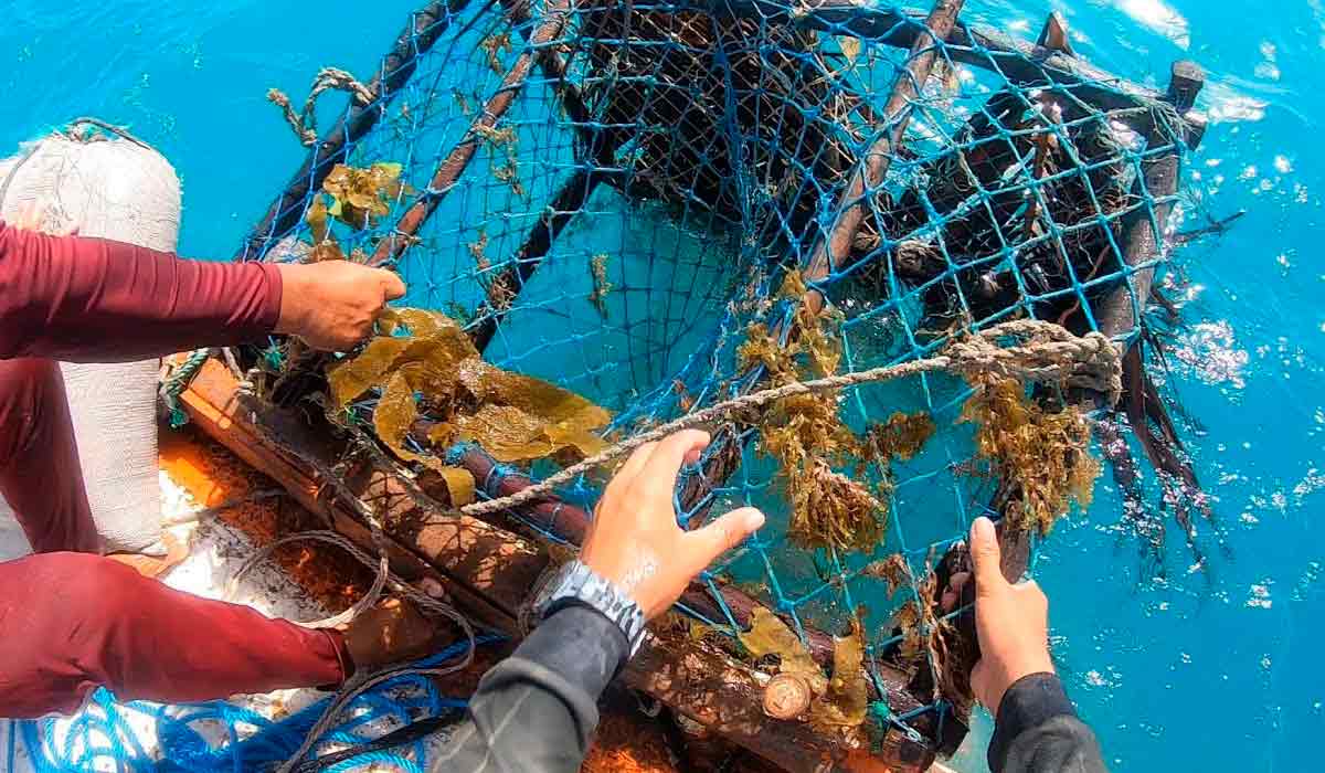 Pesca com manzuá ou covo