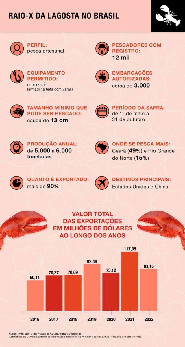 Raio X da lagosta no Brasil