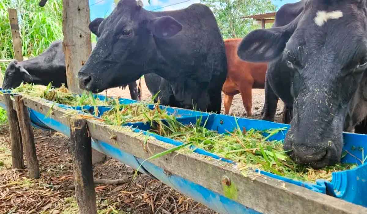 Animais se alimentando no cocho - Foto: Ransvagner Garcia