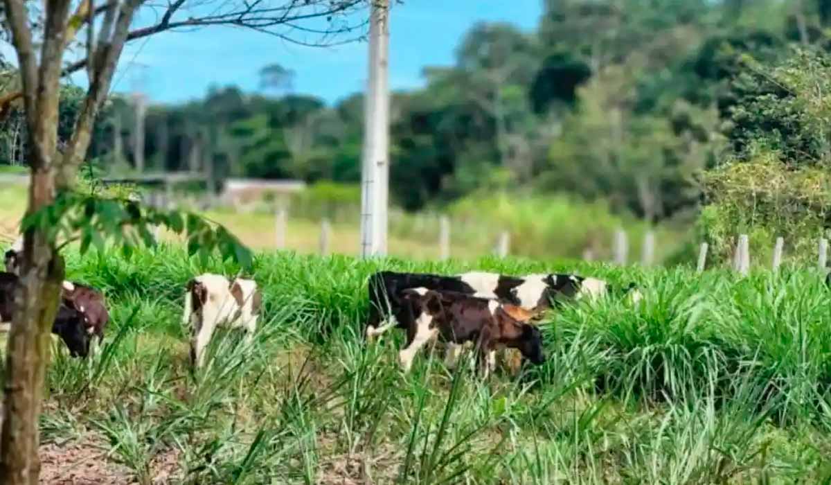 Animais pastando no Sítio Quatro Irmãos