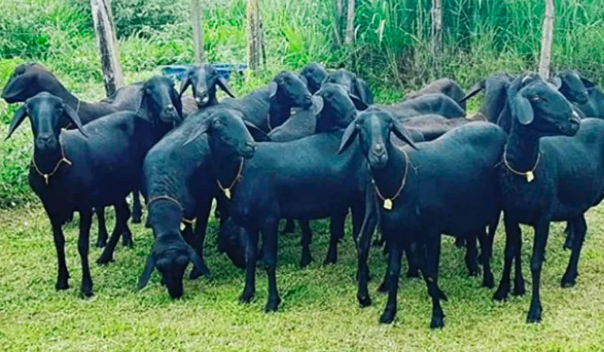 Rebanho Santa Inês preto