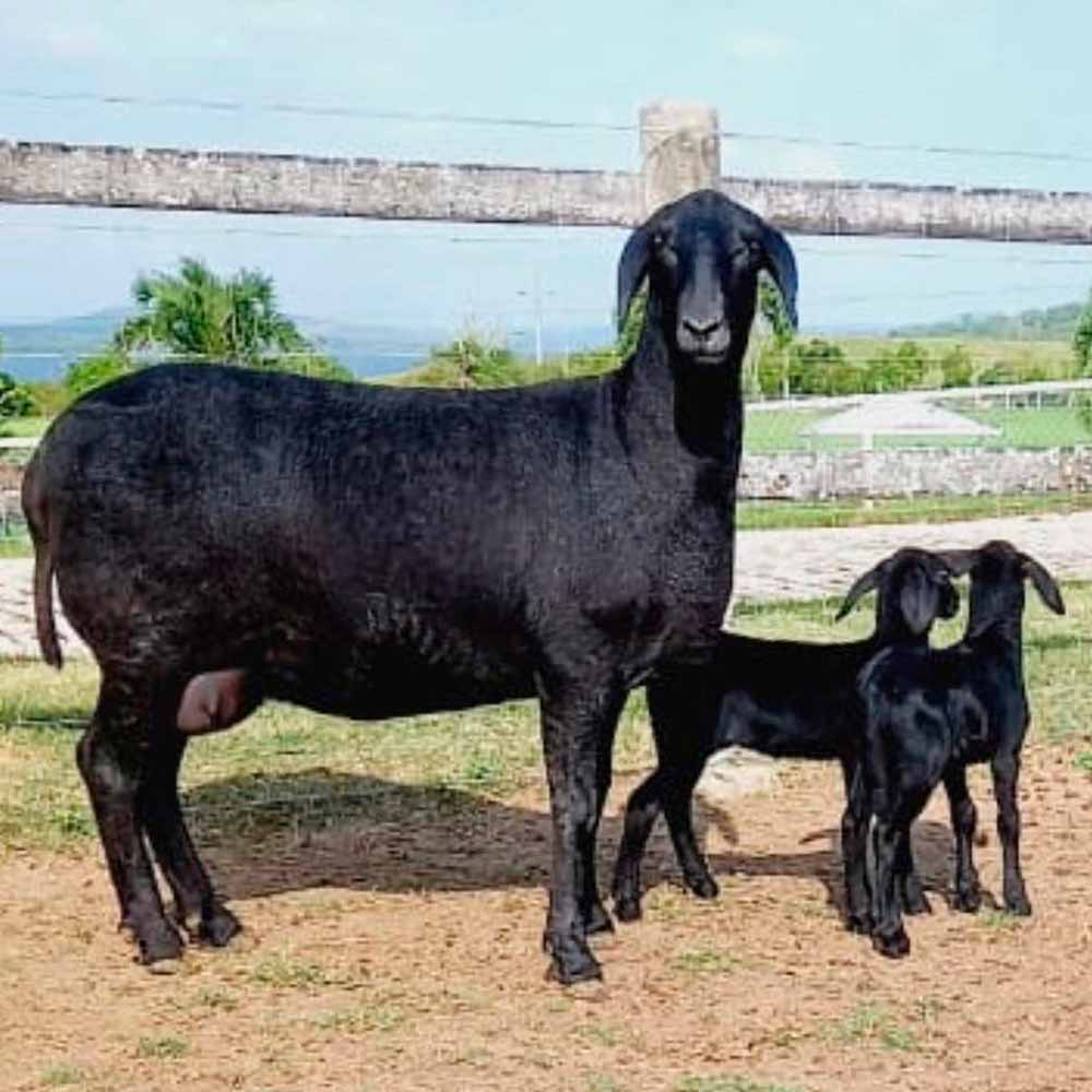 Ovelha com dois cordeiros ao pé