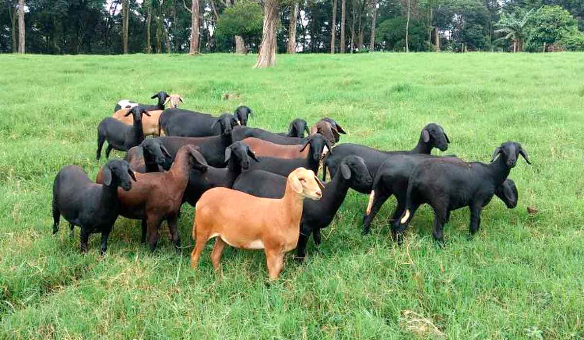 Grupo de animais Santa Inês pastando