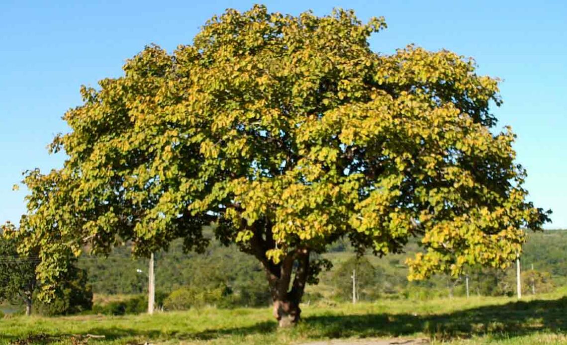 Pequizeiro (Caryocar brasiliense)