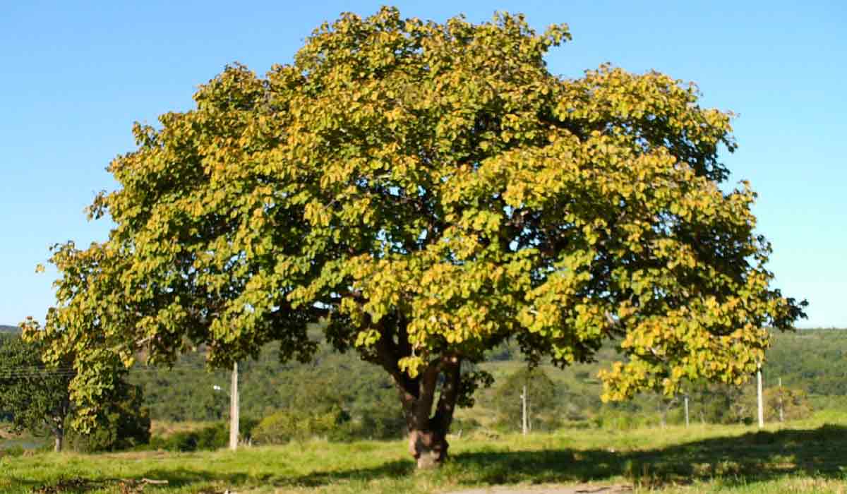 Pequizeiro (Caryocar brasiliense)