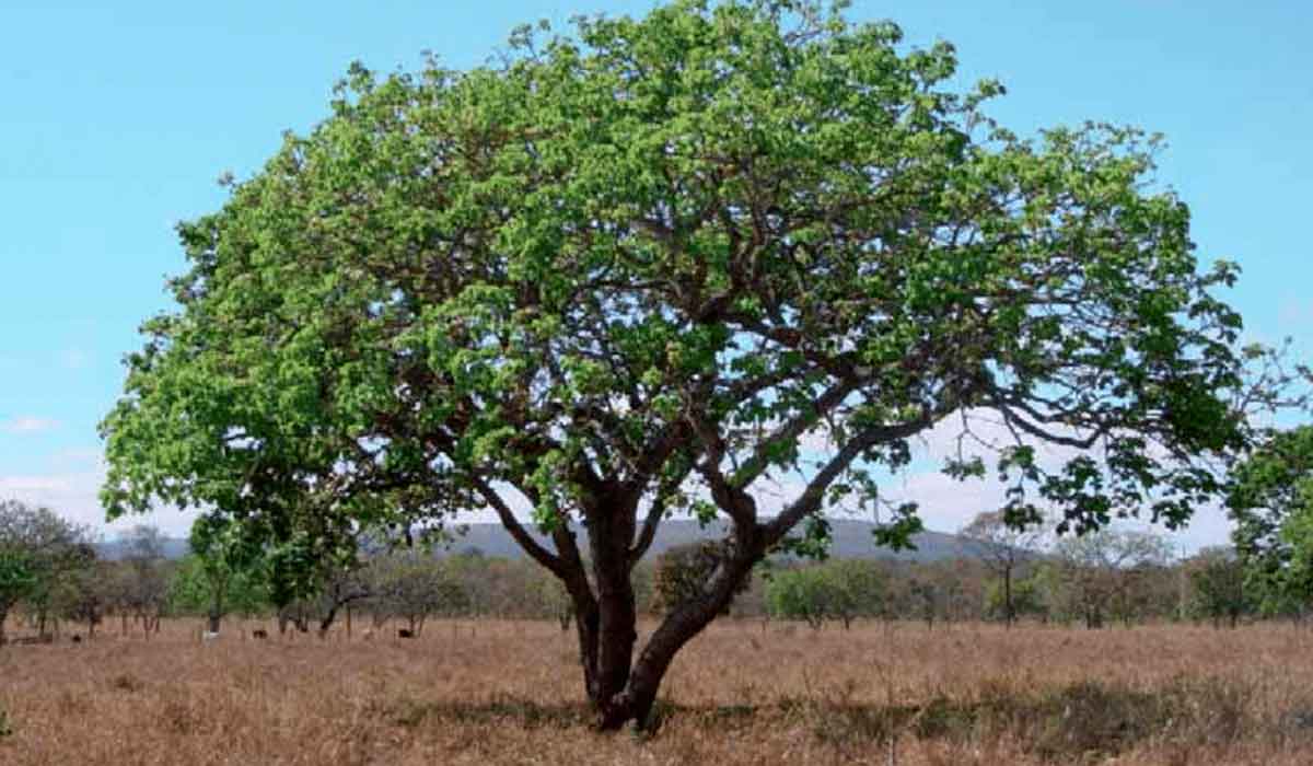 Pequizeiro (Caryocar brasiliense)