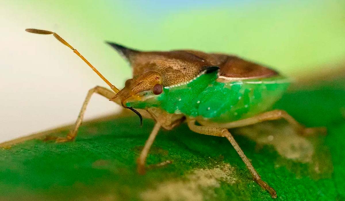 Percevejo barriga verde (Dichelops melacanthus)