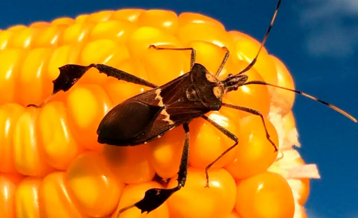 Percevejo gaúcho (Leptoglossus zonatus) numa espiga de milho