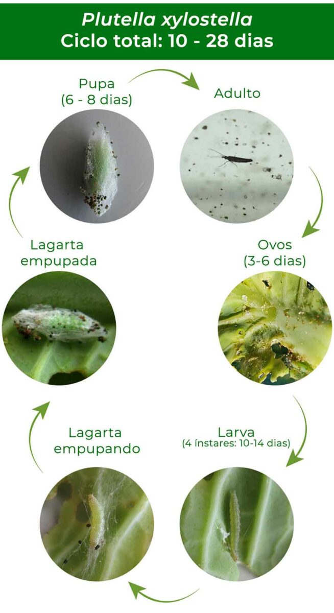 Ciclo biológico da traça das crucíferas (Plutella xylostella)