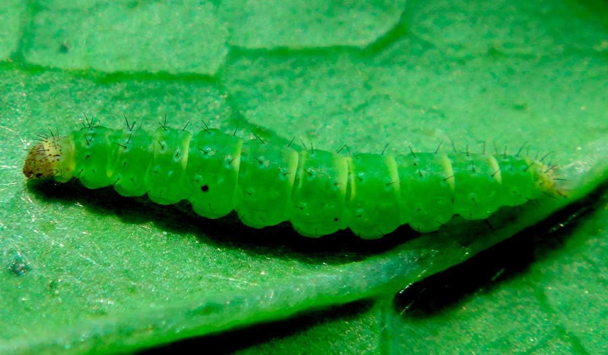 utella xylostella 19.2 Lagarta da traça das crucíferas (Plutella xylostella)