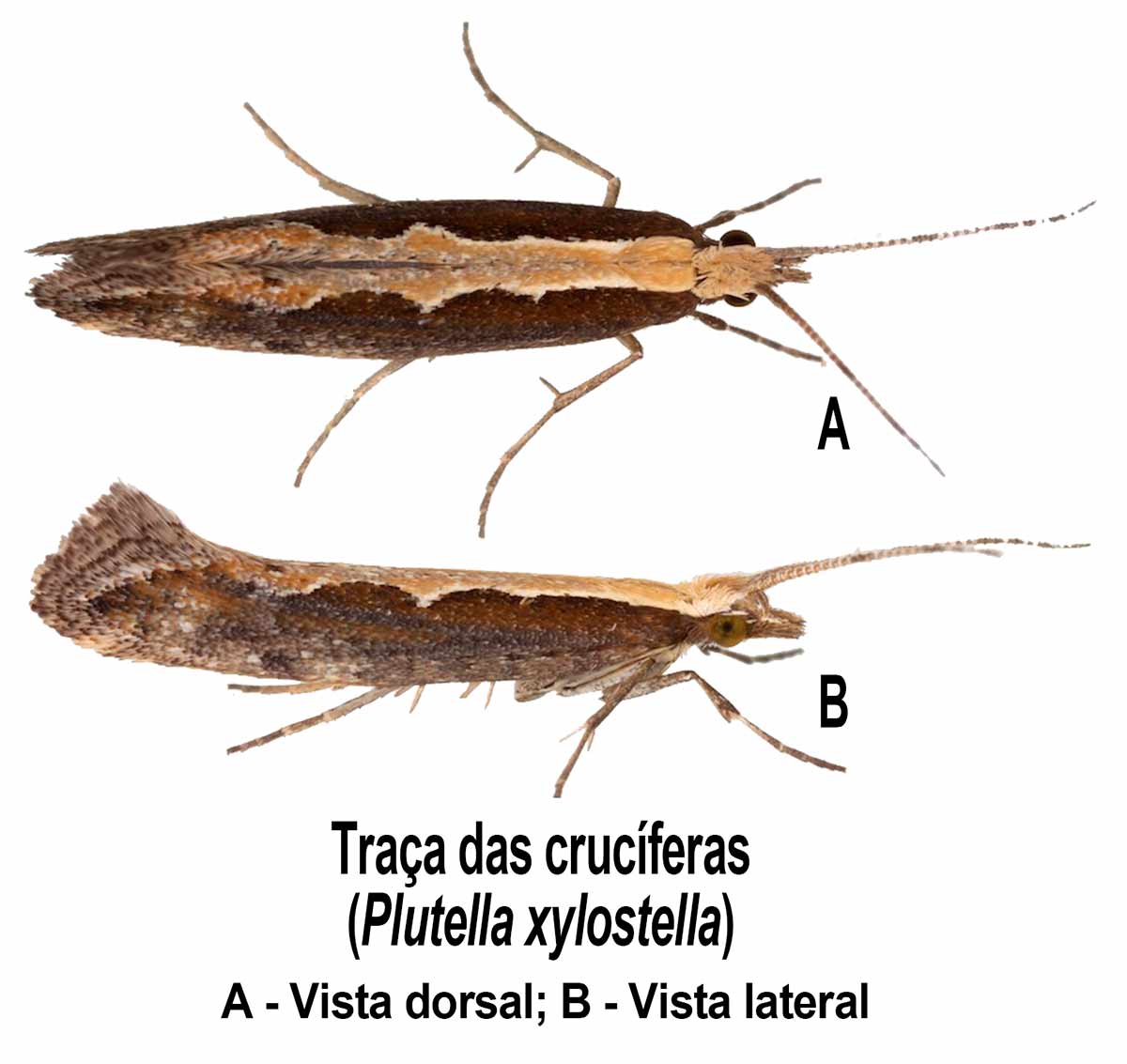 Mariposa da traça das crucíferas (Plutella xylostella)