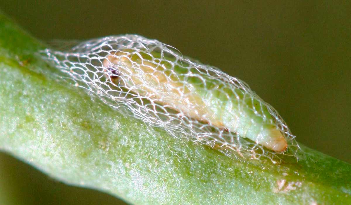 Pupa da traça das crucíferas (Plutella xylostella)