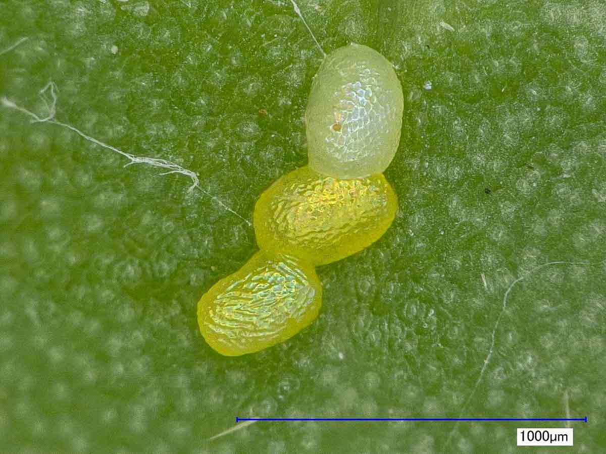 Ovos da traça das crucíferas (Plutella xylostella)