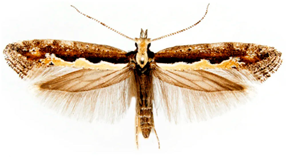 Mariposa da traça das crucíferas (Plutella xylostella)