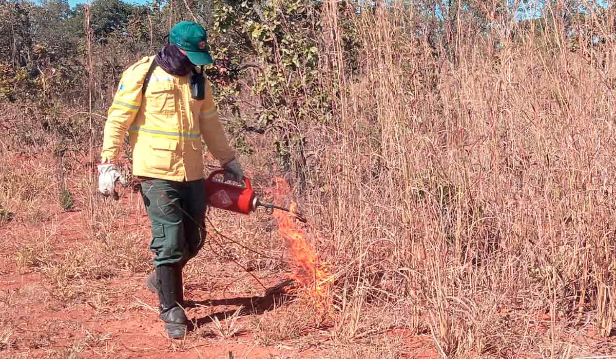 Queimada controlada com utilização de "pinga fogo"