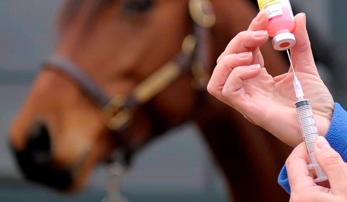 Vacinação contra influenza equina