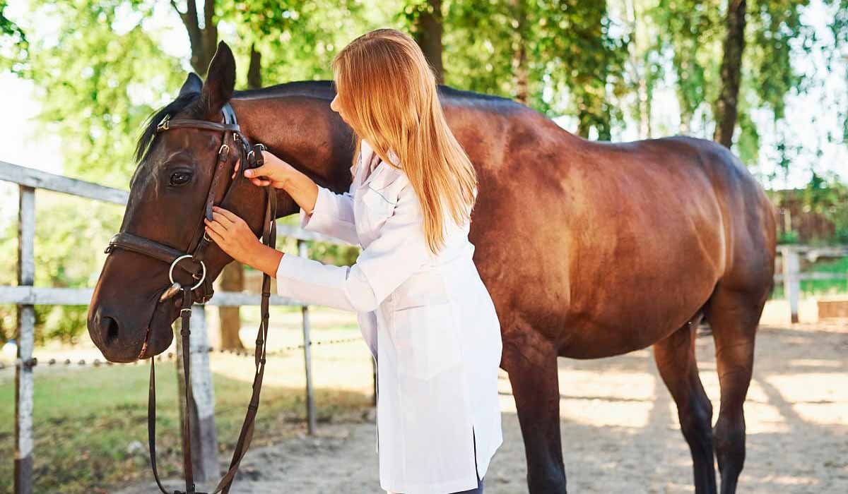 Acompanhamento veterinário