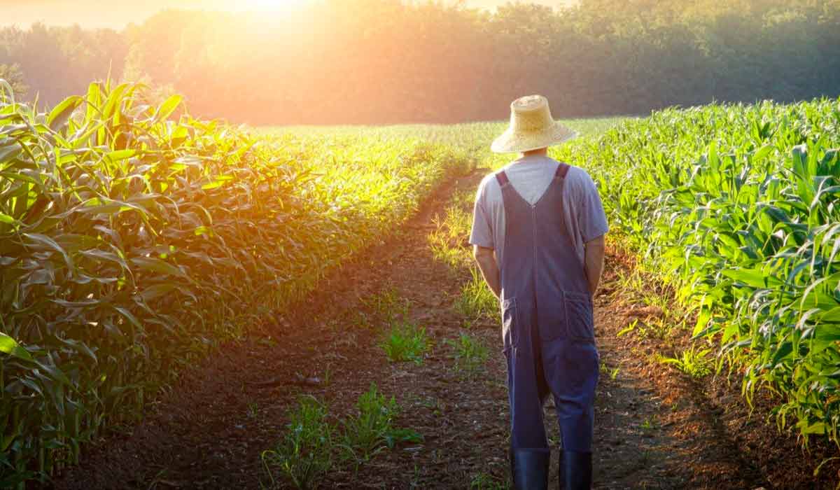 Produtor solitário na sua lavoura