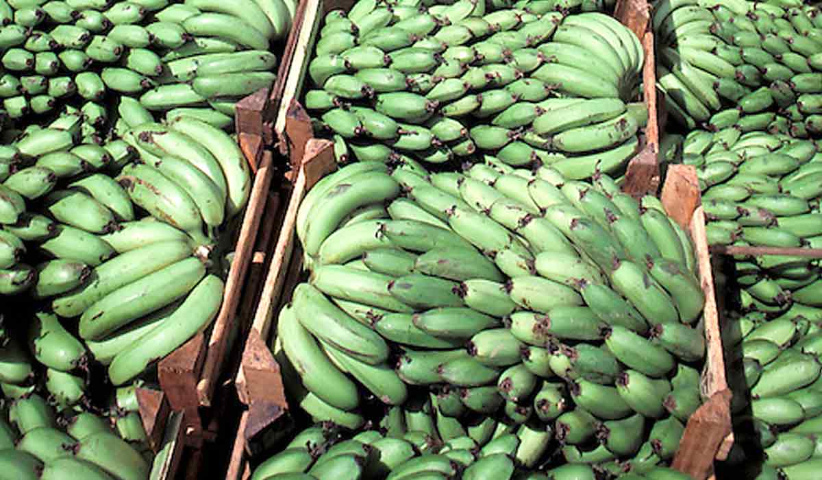 Caixas de bananas