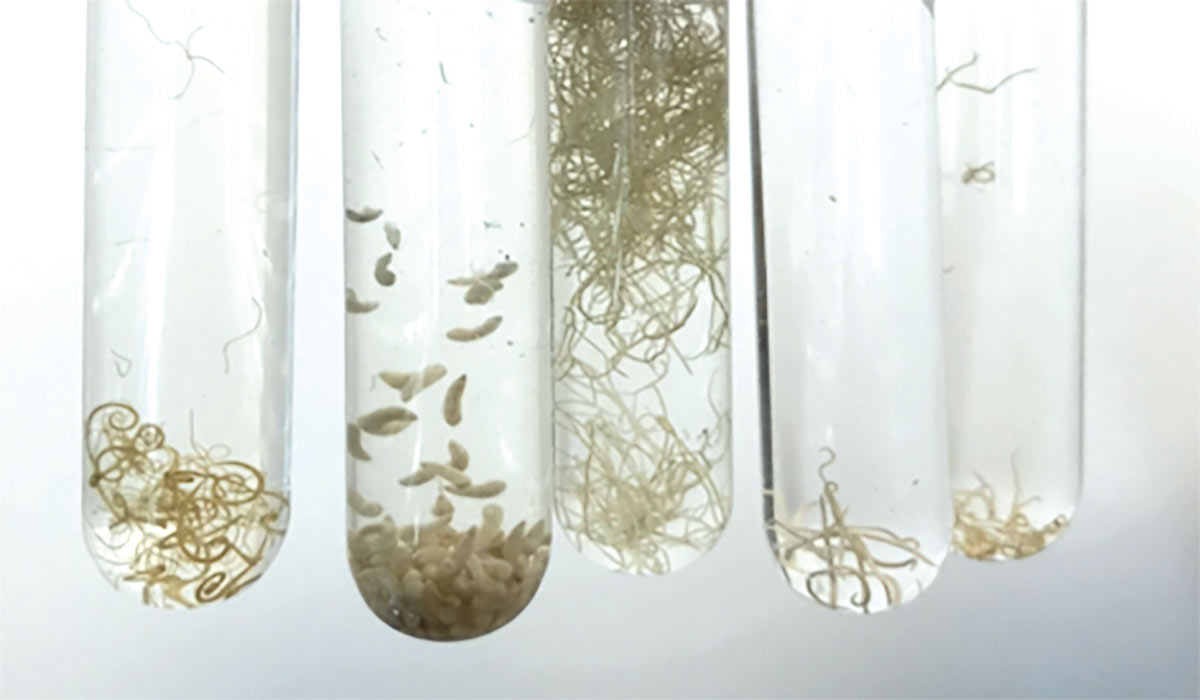 Tubos de ensaio com amostras de vermes
