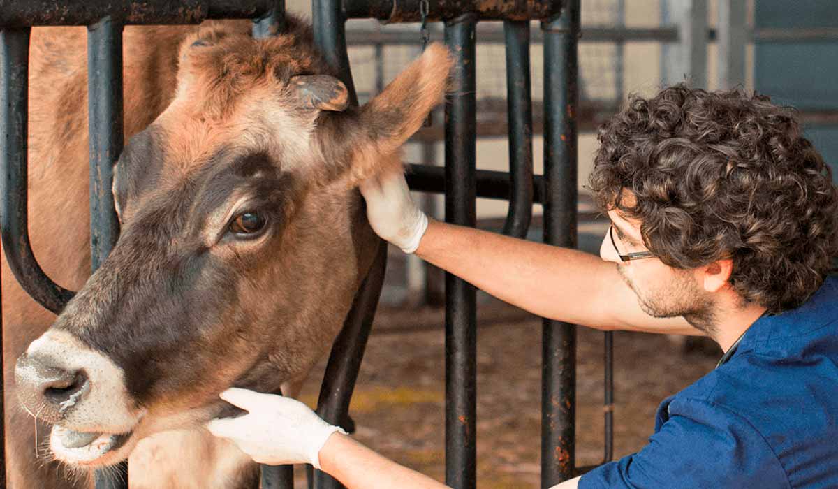 Veterinário avaliando uma vaca jersey
