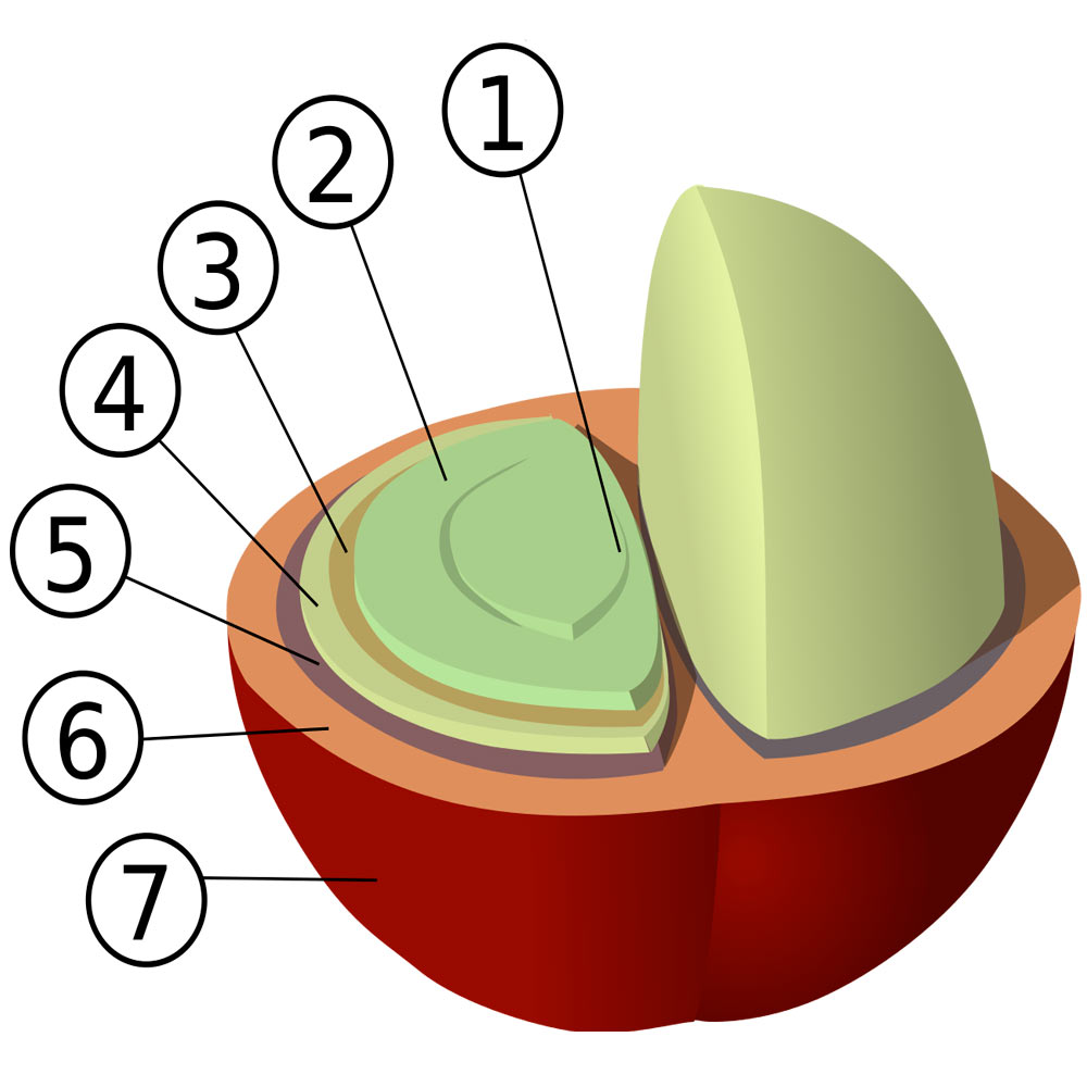 Anatomia do fruto de café