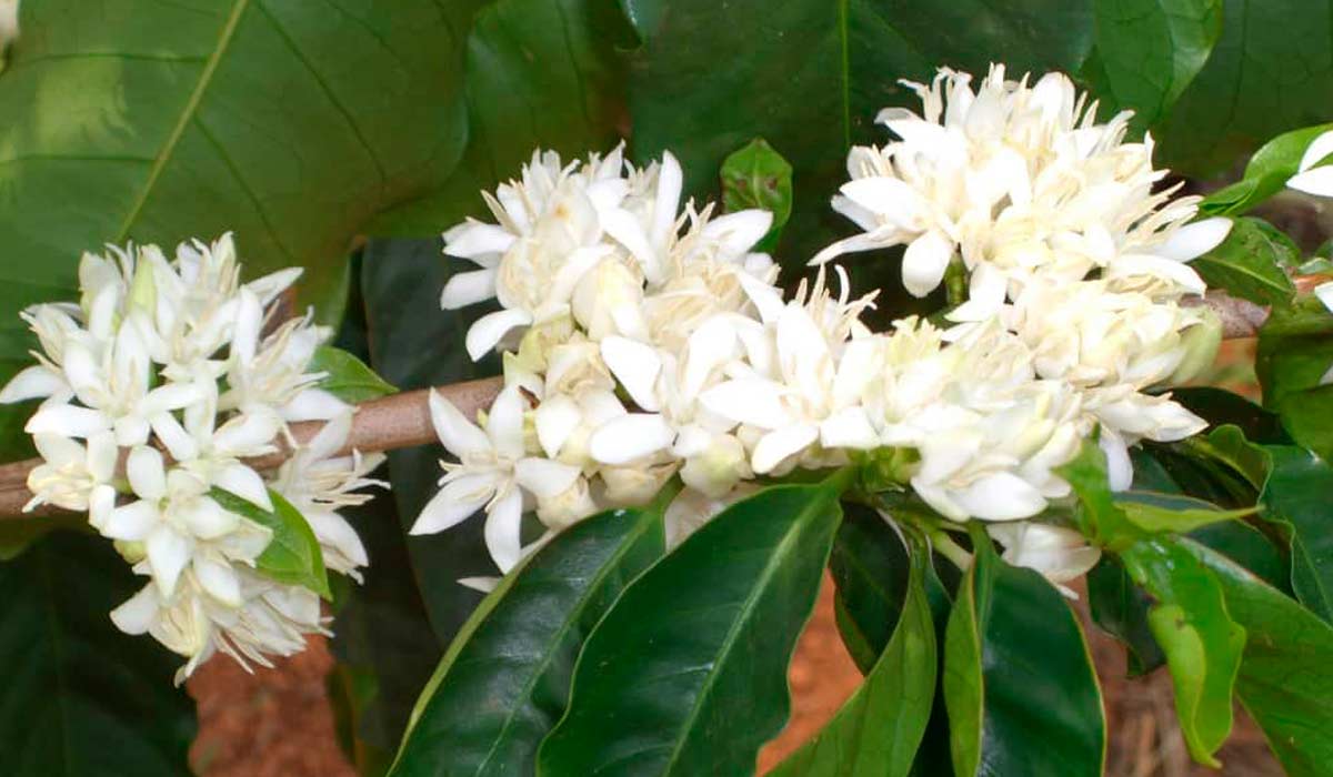 Floração do cafeeiro