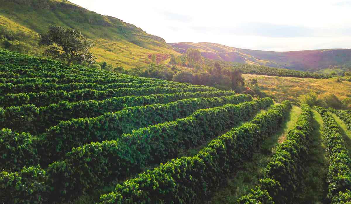 Cafezal na Serra da Canastra