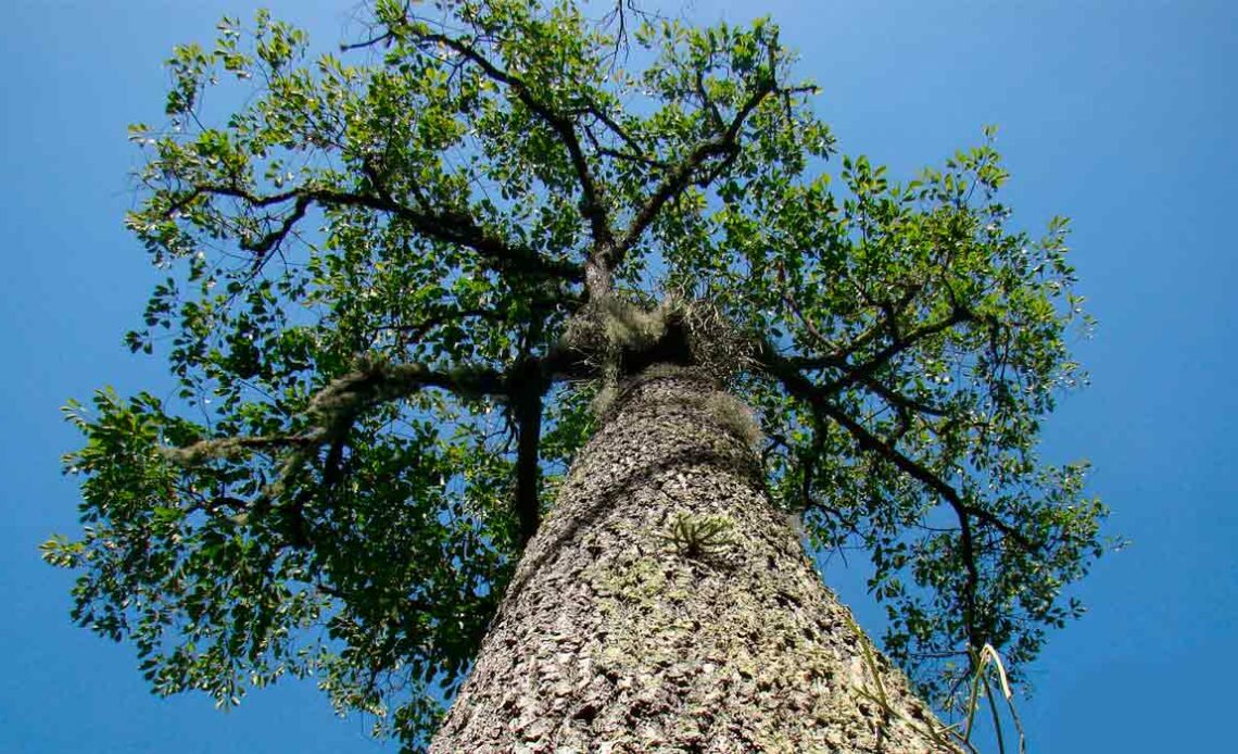 Castanheira da amazônia (Bertholletia excelsa)